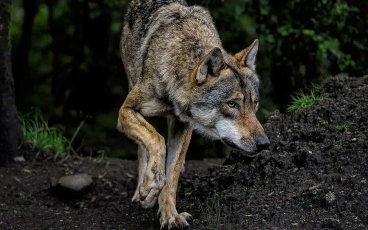 Nutztiere vor Wölfen schützen